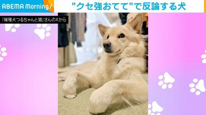 犬のつるちゃん