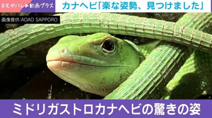 カナヘビ