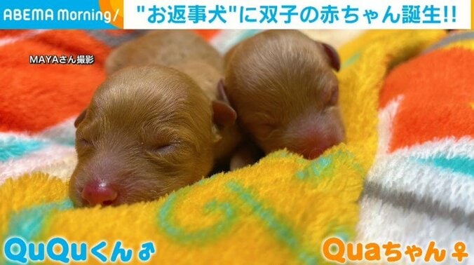 双子の“兄妹犬”誕生！抱き合って眠る姿に「ｋｋっくぁーわーいーいー!!」と悶絶の声 1枚目