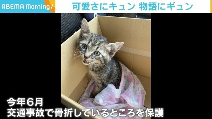 障子を突き破る子猫に飼い主「仕方がないよね？」 怒るよりもうれしいケガからの回復 2枚目