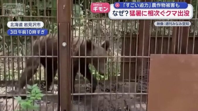 体長1メートルほどの子グマ