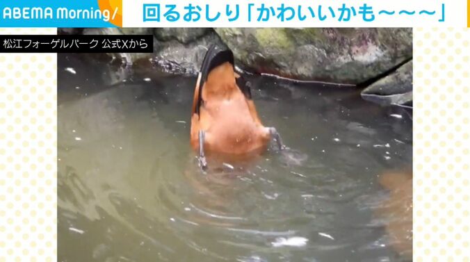 アカツクシガモ