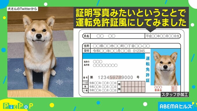 30万人のお墨付き…!? お手本のような“犬の証明写真”に「マジメで誠実そう」と称賛の声 1枚目