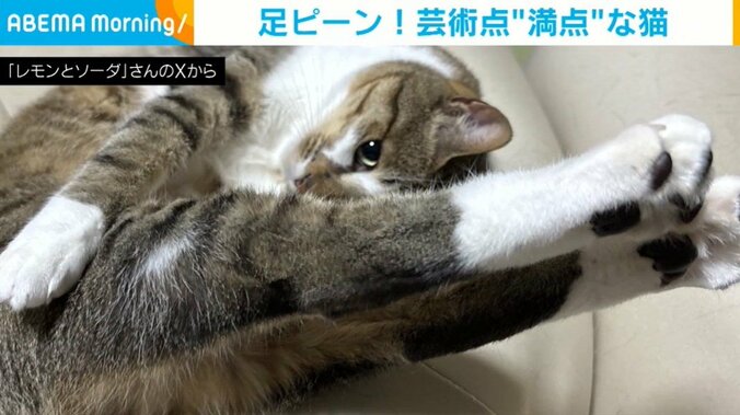 猫のソーダくん