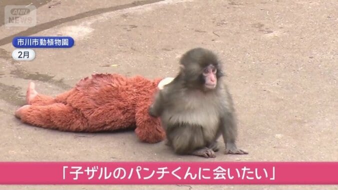 パンチくんに会いに行きたい