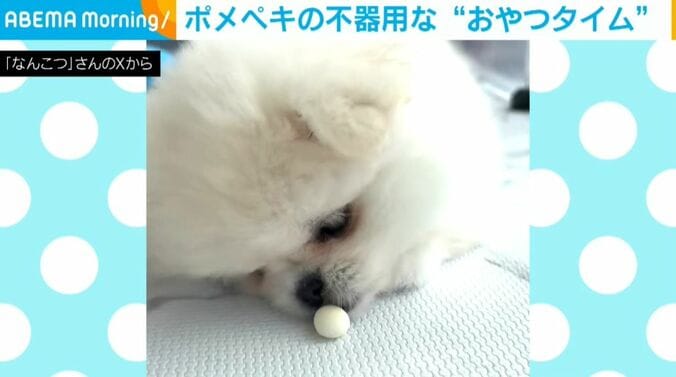 ポメペキのなんこつちゃん
