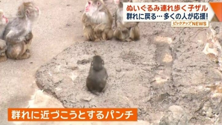 群れのサルに近づこうとするパンチ