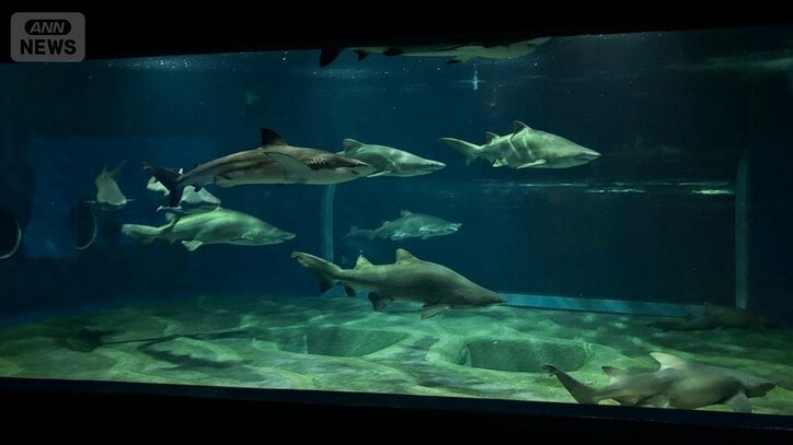 大洗水族館の水槽「サメの海1」