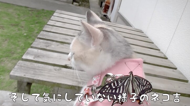 「蝶々さんこんにちは」　背中に蝶々をのせて散歩する猫