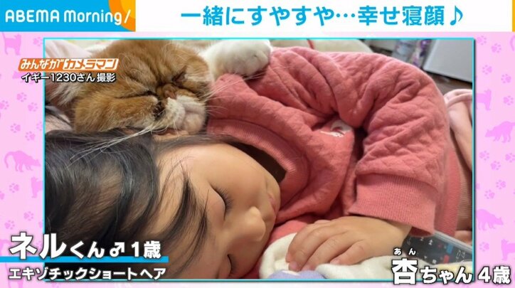 女の子にくっついて一緒に昼寝する猫 顔を寄せ合って眠る幸せ溢れる姿が話題
