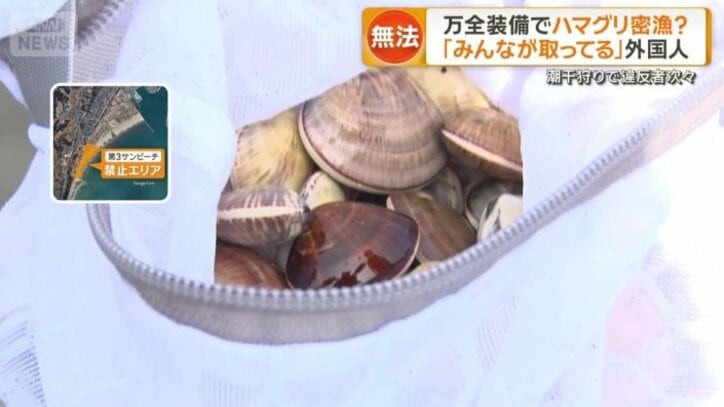 禁止エリアでとったハマグリ