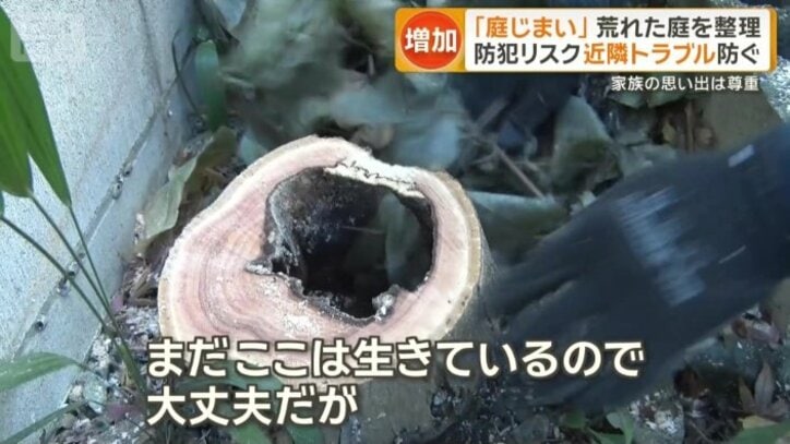 “危険な状況”が見つかったイロハモミジ