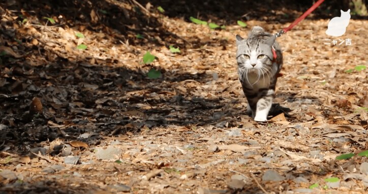 倉庫に捨てられていた野良が“パトロール猫”になるまで  誕生秘話に心温まる