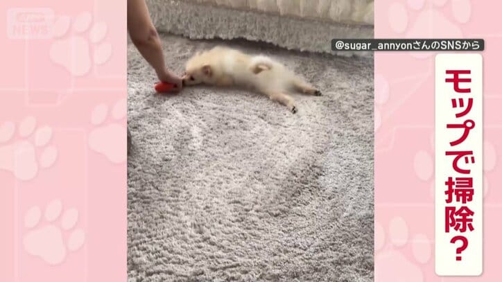 まるでモップ？