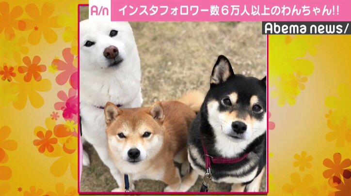 18年 戌年 のブレイクは必至か Cmや企業pr Snsで活躍する タレント犬 その他 Abema Times