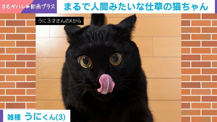 猫のうにくん