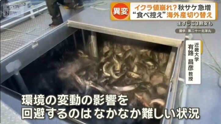 今後のサケ漁について専門家は