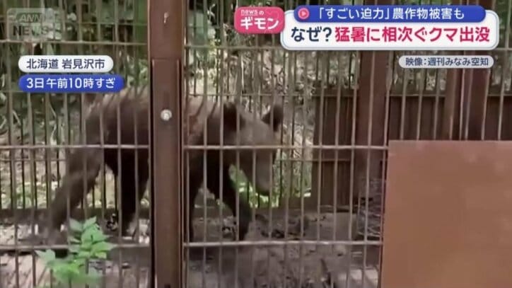 体長1メートルほどの子グマ