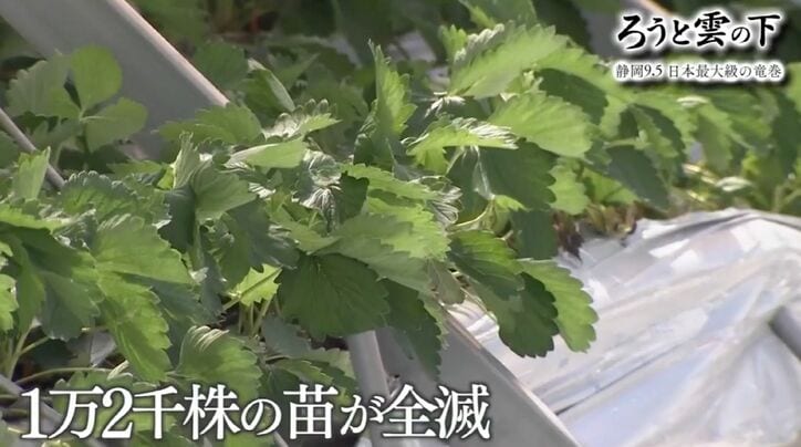 1万2千株の苗が全滅