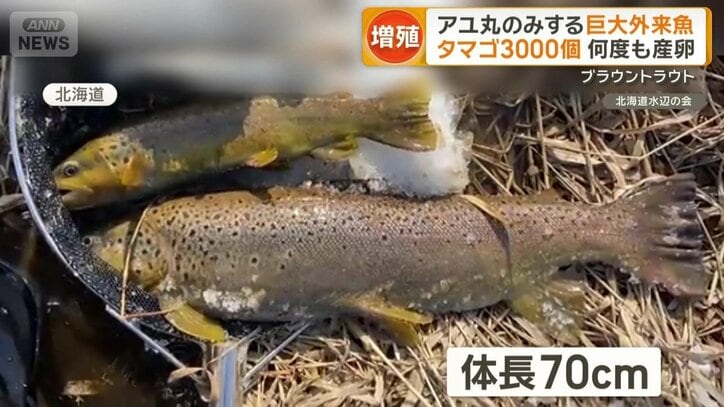 北海道で捕獲された体長70cmのブラウントラウト