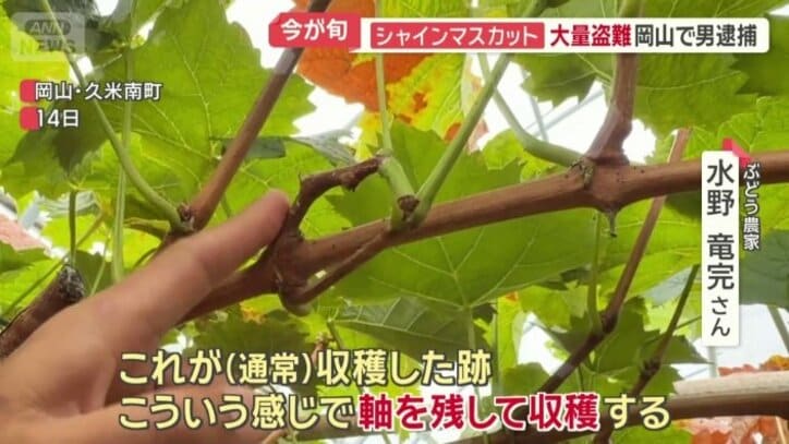 通常収穫後の状態
