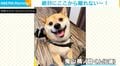散歩から帰りたくない！豆柴の“衝撃の姿”に「嫌ぁぁ～という主張w」「拒否柴かわいすぎ」の声
