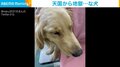 元気だった犬が絶望の表情...ドッグランが隣接する“地獄”にテンションだだ下がり