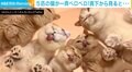 猫5匹がペロペロ、真下から見ると“絶景” 「目の保養」「肉球たまらん」の声