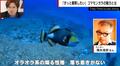 人を襲う“凶暴な魚”…「ブサイクでオラオラ系」「外見・内面の悪さをさらけ出していて面白い」ゴマモンガラにハマった人