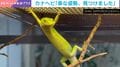 楽な体勢?“不思議なポーズ”でくつろぐカナヘビが話題 「ヨガの最中なのでは?」「枝になりきってるのかな……」「ちょいセクシー」など反響