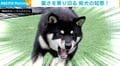 柴犬の知恵！一石二鳥の“暑さ対策”に「賢い！」「絶妙な動きw w」と反響