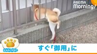 【映像】なぜか飼い主の目前で“柵からの脱出”を試みた柴犬 予想通りの後ろ姿に爆笑の嵐