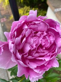 原田龍二の嫁『やっぱりやるね!』