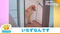 【映像】階段の踊り場で飼い主の帰宅を待つ犬