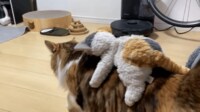 【映像】猫の“コテン”姿