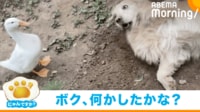 【映像】ボク、何かしたかな!? アヒルに怒られて驚く犬