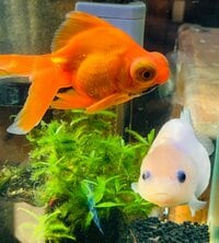 LiLiCo『今になって....』