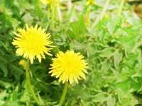 ダイアモンド☆ユカイ『俺のポップコーン妻』