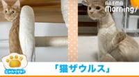 【映像】「ET？」容器から覗き込む猫