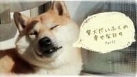 柴犬だいふくの幸せな日々 Part2 | AbemaTV