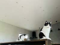 坂上忍『坂上！』