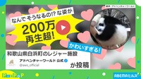 何でそうなる? パンダの梯子降り