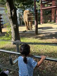 たんぽぽ白鳥久美子『感謝です!』