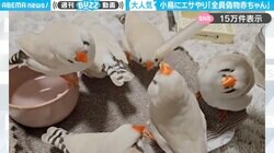 赤ちゃん用の器具でエサをねだる、大人のキンカチョウたちの“可愛すぎる食事風景”に「1番おっきい赤ちゃん1番食べてるw」「バブちゃんばっかり〜」