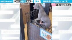 「最前推しジャン犬だ」ケージから飛び出しかねない“連続ジャンプ”する犬が、SNSで1400万件表示！