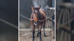 「戦闘力が上昇中」馬に漂うツワモノ感 立ち上る湯気が「スーパーサイヤ人みたい」と話題