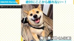 散歩から帰りたくない！豆柴の“衝撃の姿”に「嫌ぁぁ～という主張w」「拒否柴かわいすぎ」の声