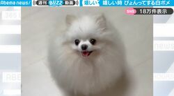 キラキラした瞳で飼い主を見つめながら全力ジャンプ！ポメラニアンの“喜び”の表現が反則級のかわいさ…「惚れてまうやん」