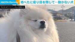 「一歩も動きません」唐突に“散歩拒否”が始まる犬 そっぽを向いて目を閉じるキュートな姿に反響続々