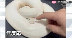 臆病な白ヘビが“超無防備”な珍光景 “頭を守る体勢”で“頭なでなで”される「防御ガバガバ」な瞬間が発見される